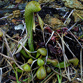 Young plants.