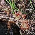 A plant close to Townesville, Queensland.