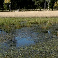 Coconino County, a rich fen community.