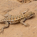 Sceloporus occidentalis subsp. occidentalis, Lake County.