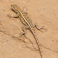 Sceloporus occidentalis subsp. occidentalis, Lake County.