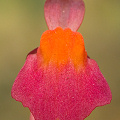 A plant in cultivation.